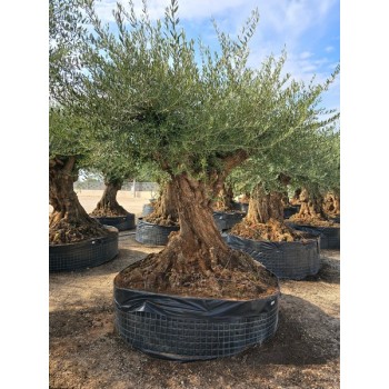 Olea bonsai lechin CTM L